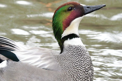 Portrait of a falcated duck swimming in the water