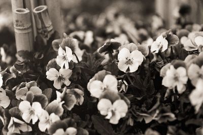Close-up of flowering plants in garden