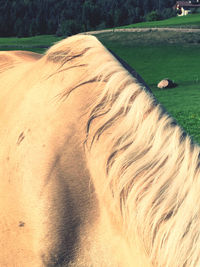 Close-up of horse