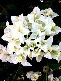 Close-up of white flowering plants