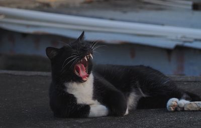 Close-up of cat yawning