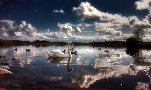 Bird flying over calm lake