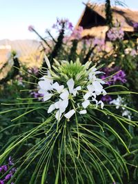 Close-up of fresh flowers against sky