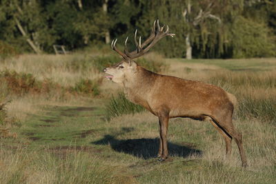 A red deer stag bellowing