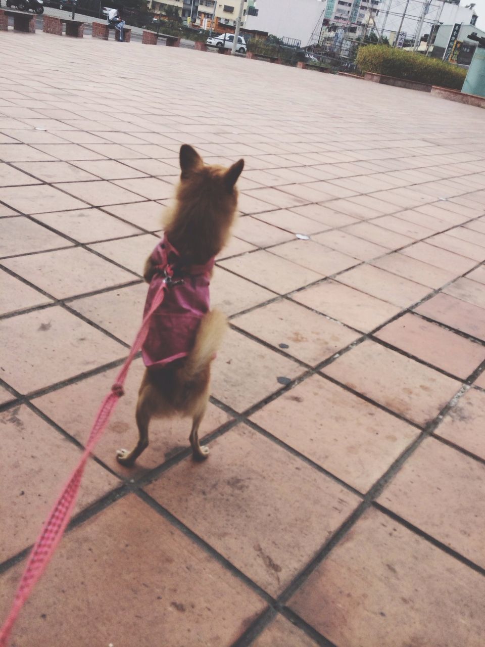 animal themes, one animal, pets, domestic animals, high angle view, full length, building exterior, bird, street, day, sidewalk, domestic cat, outdoors, built structure, walking, dog, mammal, architecture