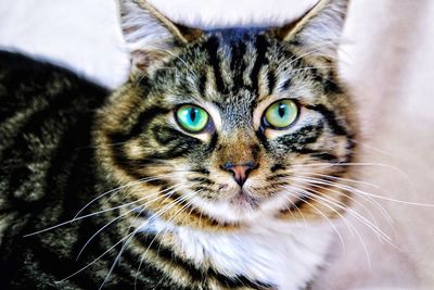 Close-up portrait of a cat