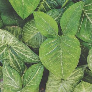 Full frame shot of green leaves