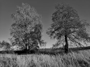 Low angle view of trees on field against sky