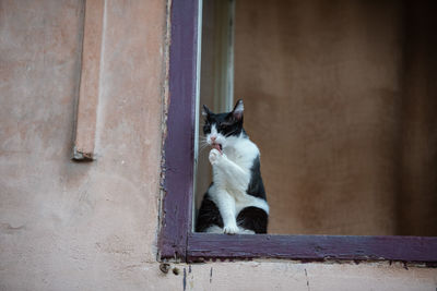 Cat sitting on wall