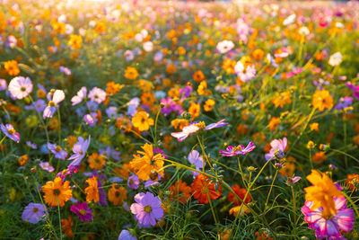 Close-up of purple flowering plants on field