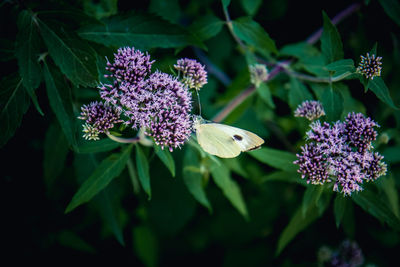 Close-up of butterfly pollinating on purple flower