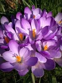 Close-up of purple crocus flowers