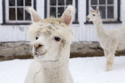 Closeup of adorable cream coloured young alpaca standing in front of other animal in soft focus