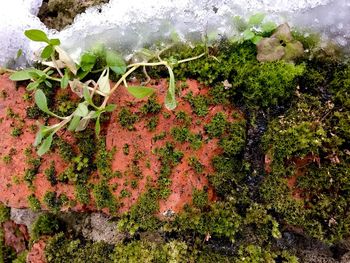 Close-up of ivy growing on tree