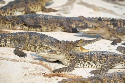 Close-up of a reptile on a field