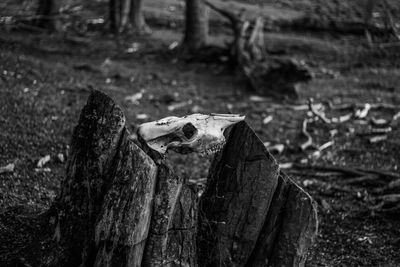 Skull on wood at forest