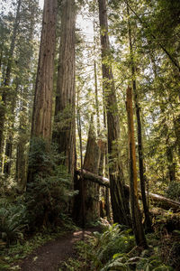 California redwoods growing in forest