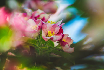 Close-up of pink flowering plant