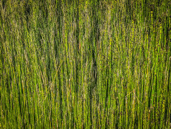 Full frame shot of bamboo on field