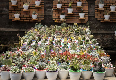 Potted plants at market stall