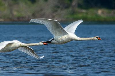 A pair of mute swans, cygnus olor, flying low over the grand river at grand haven, michigan