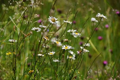 Flowers blooming in spring