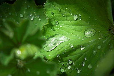 Close-up of water drops on plant leaves