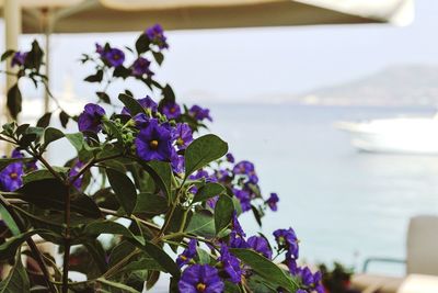 Close-up of flowers in sea