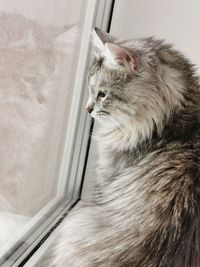 Close-up of a cat looking away