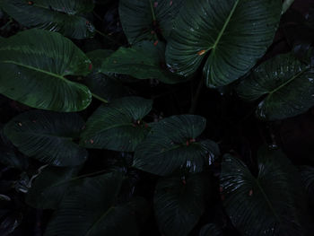 Group background of dark green tropical leaves. homalomena, schismatoglottis. concept of nature.