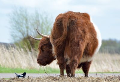 Highland cattle and magpie on field