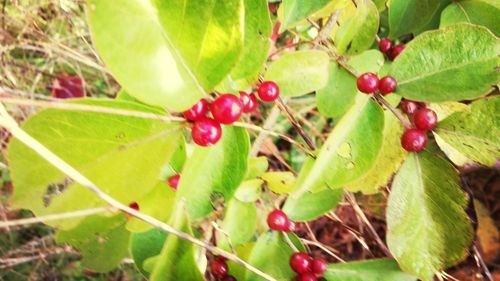 Close-up of red leaves