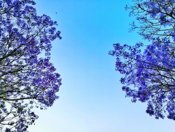 Low angle view of cherry blossoms against clear blue sky