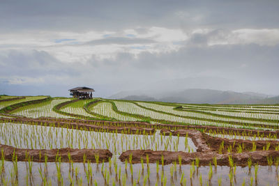 Scenic view of agricultural field against sky