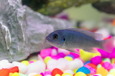 Small african malawi cichlid fish in a home aquarium