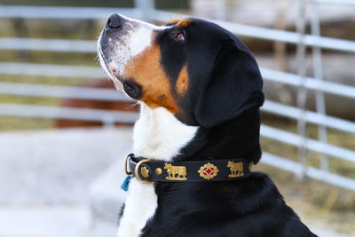 Close-up of dog