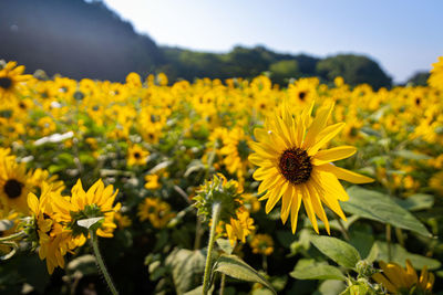 Close-up of yellow flowering plants