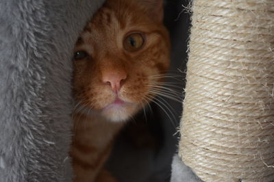 Close-up portrait of a cat