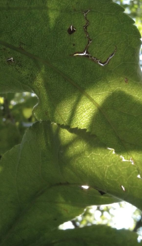 green color, leaf, growth, animal themes, animals in the wild, close-up, nature, wildlife, focus on foreground, leaf vein, plant, one animal, branch, tree, beauty in nature, green, natural pattern, day, selective focus, outdoors