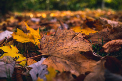 Close-up of maple leaves on fallen tree