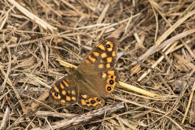 High angle view of butterfly on hay