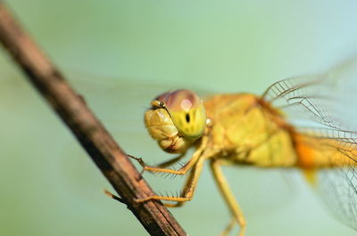 Close-up of dragonfly on twig