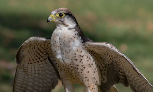 Close-up portrait of eagle