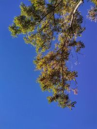 Low angle view of tree against clear blue sky