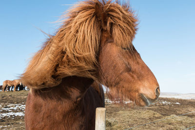 Horse standing on field during winter