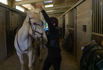 Young rider preparing horse for riding in stable