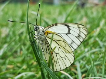 Close-up of butterfly on grass