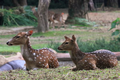 Deer on land