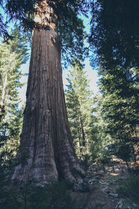 Low angle view of trees in forest