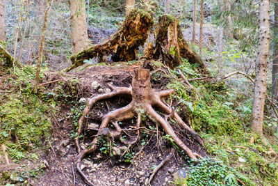 Trees growing in forest